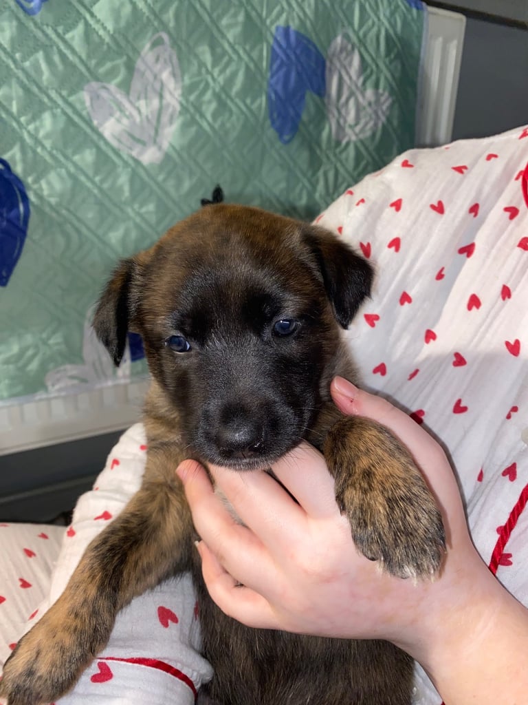 Belgium malinois x bull lurcher puppy’s 