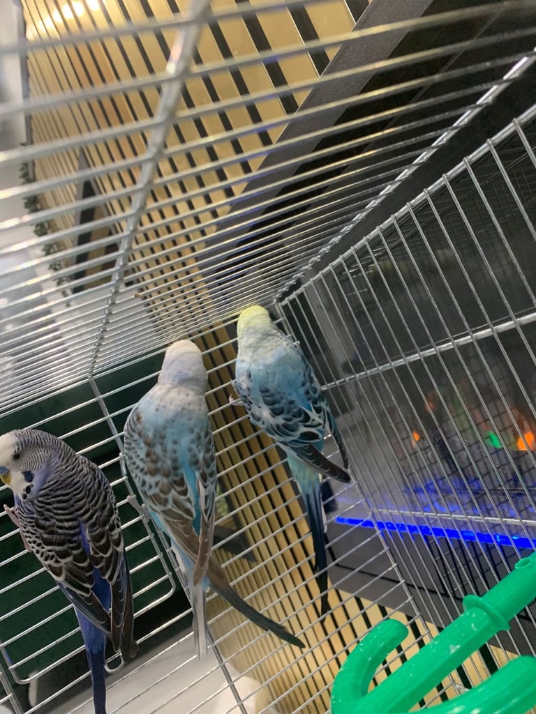 4 Budgies and cage 
