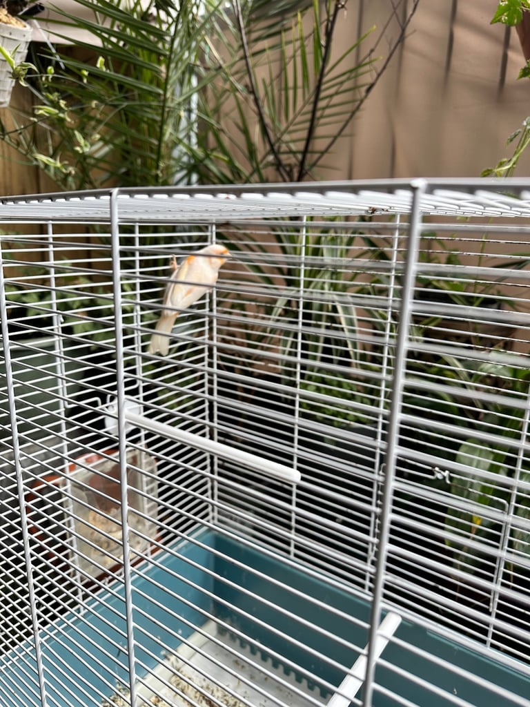 A Male Mosaic Canary 