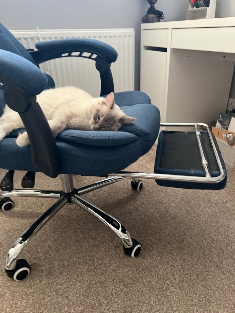 Ragdoll for sale 