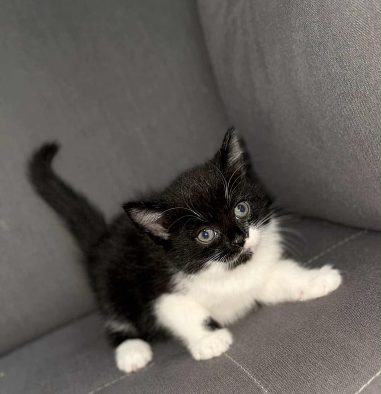 image for kittens 