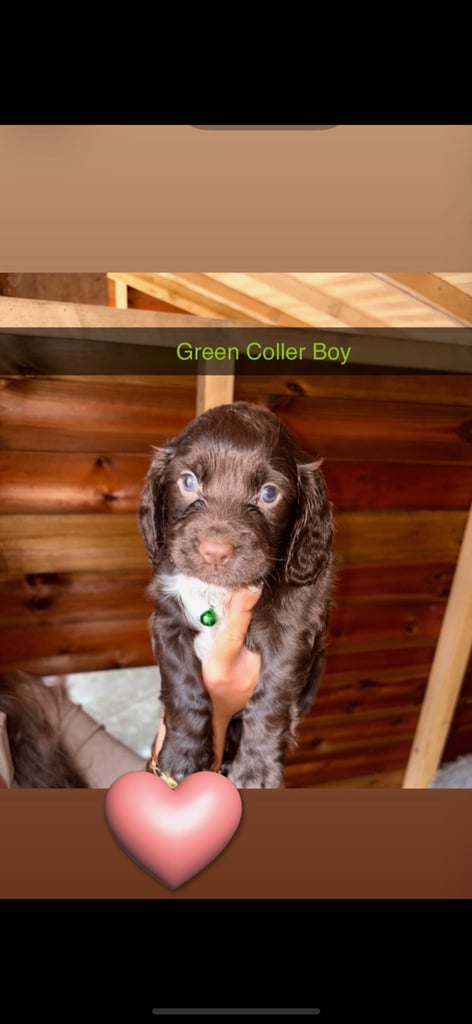 Cocker Spaniel Puppies
