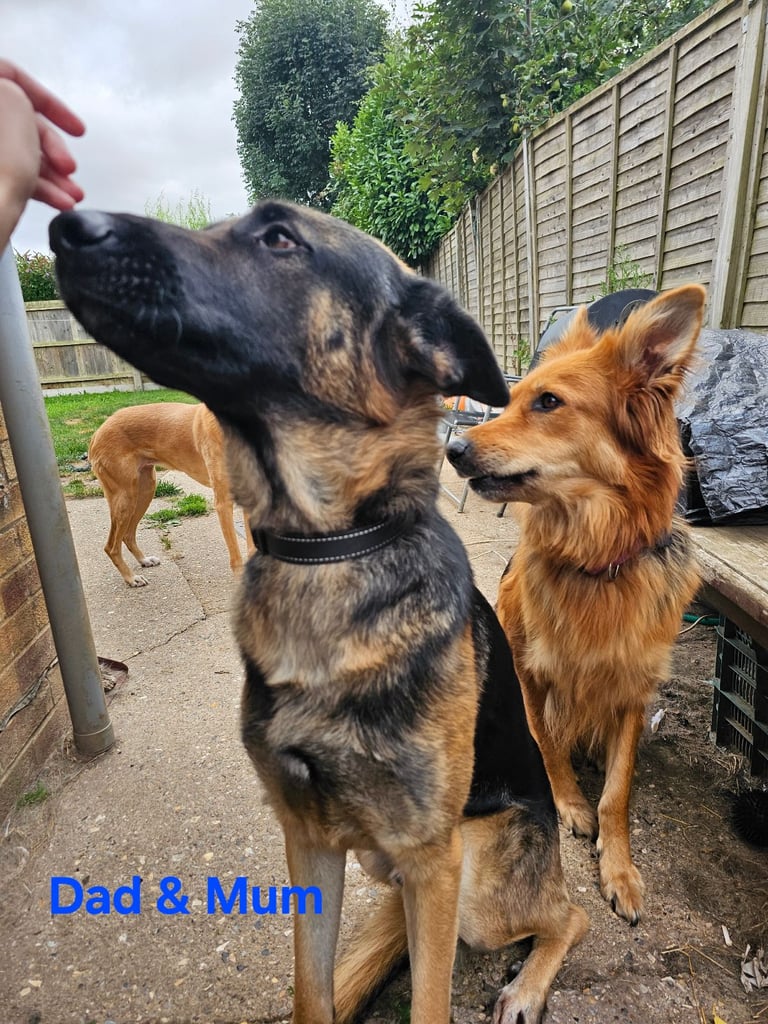 German Shepherds Boy
