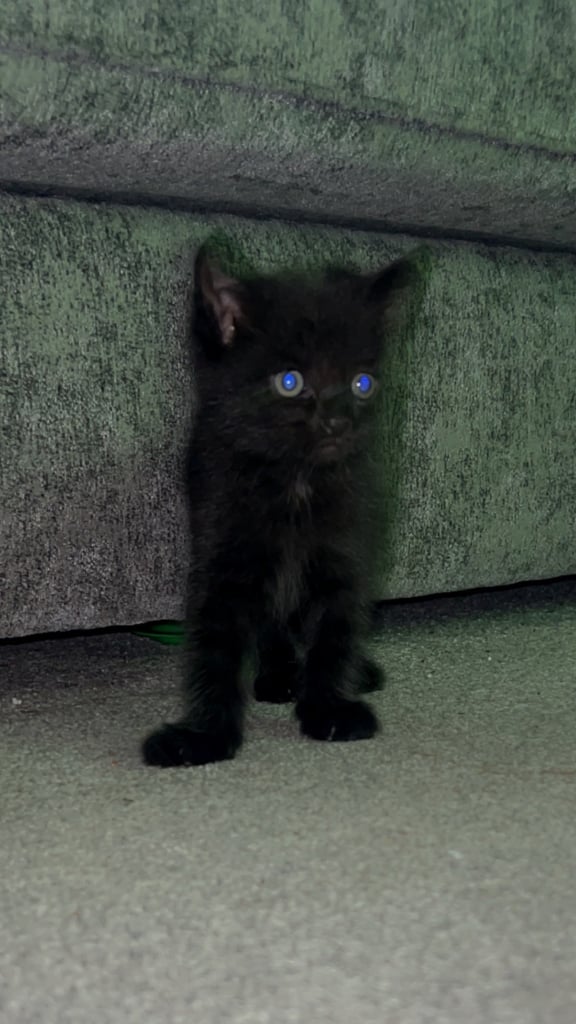 4 kittens 