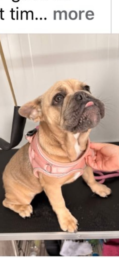 Female French bulldog 