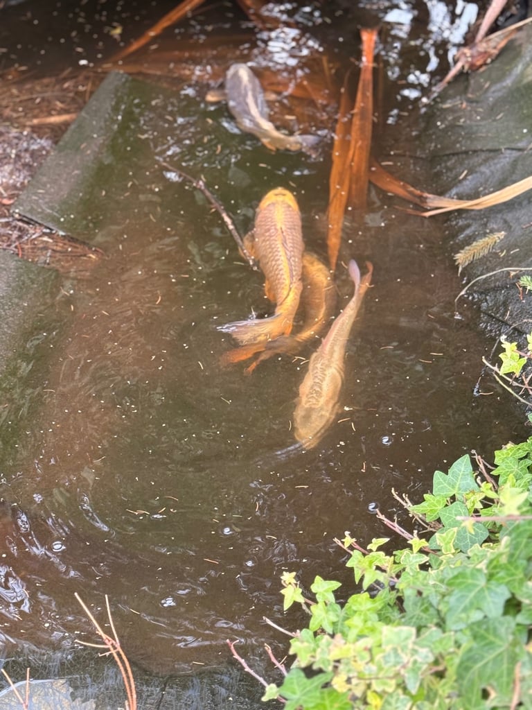4 large 8-10inch + Ghost Koi £150