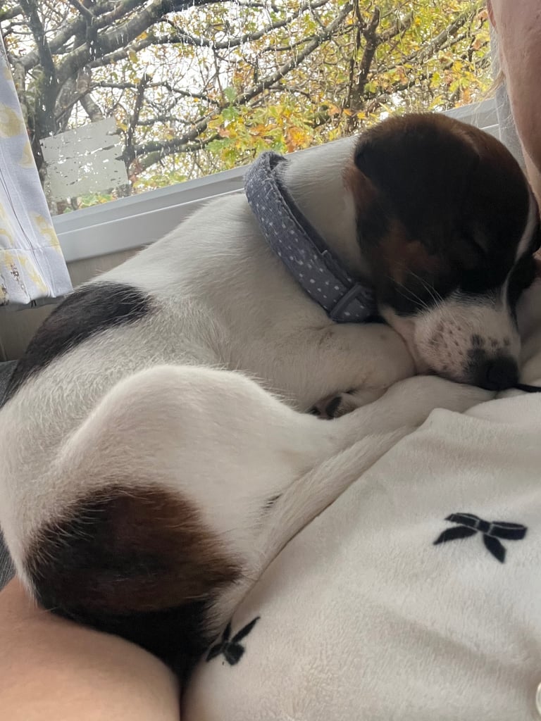 Mini Jack Russell