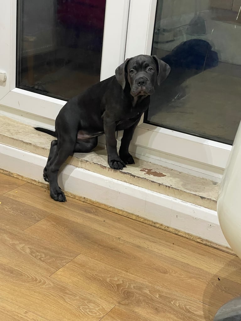 Cane Corso 