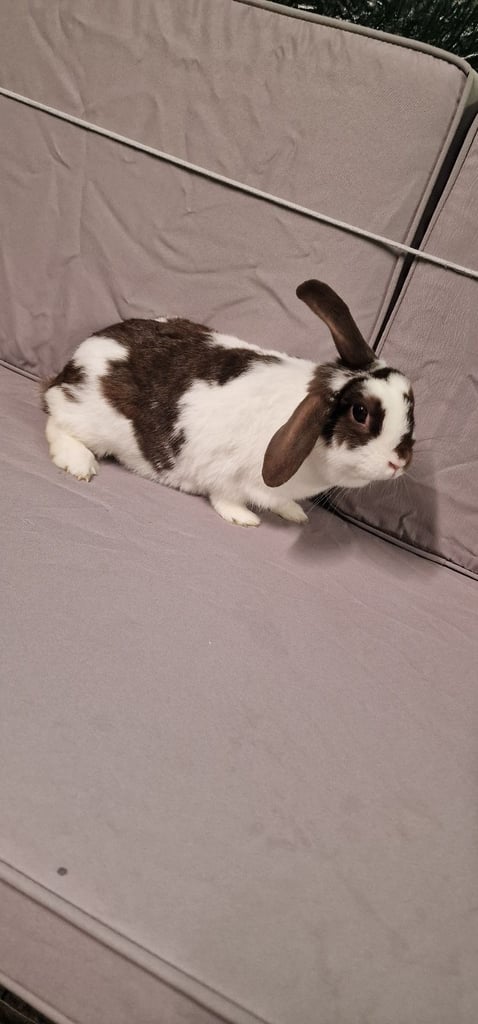 MINI LOP FEMALE RABBIT 