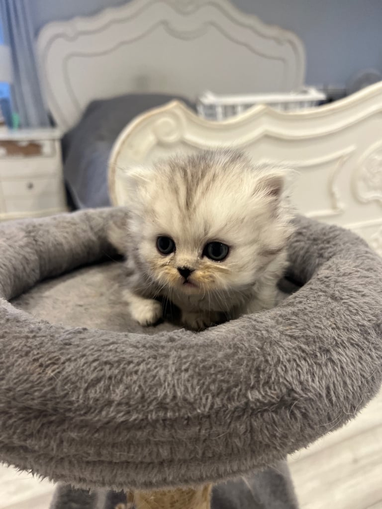 Gorgeous litter of 6 PKD Negative Persian kittens