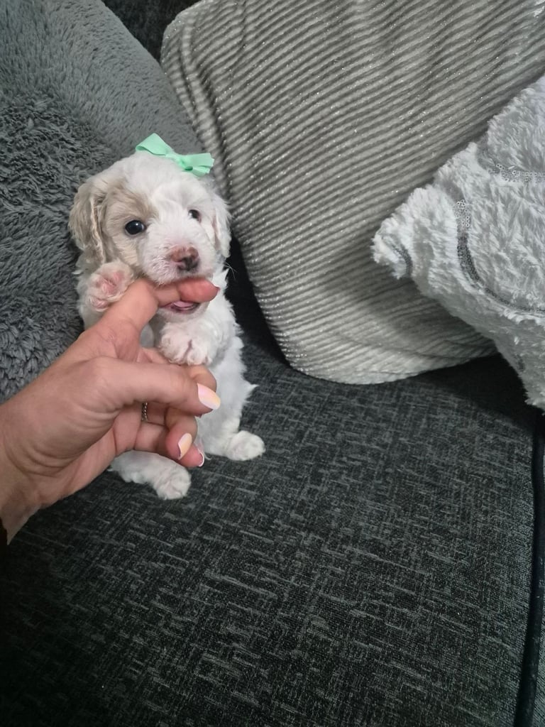 Poochon pups