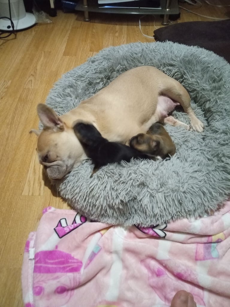 2 Female French bulldog x terrier mix 450 each