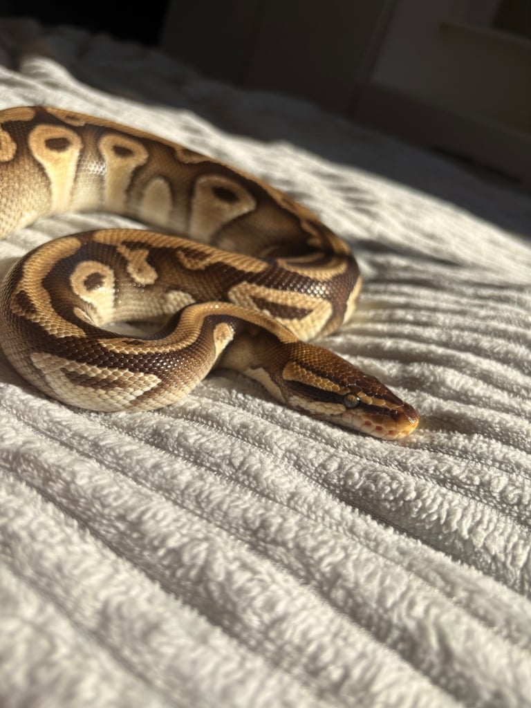 Lesser morph ball python 