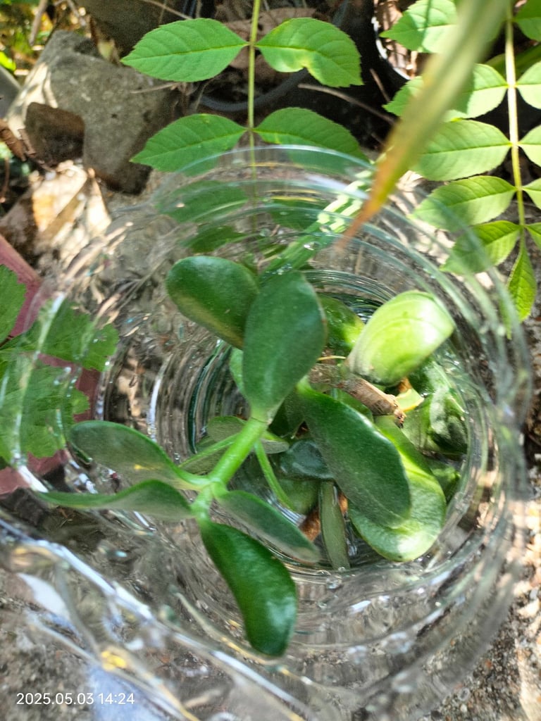 Money plant Chinese Jade plant cuttings leafs can deliver free Southampton 