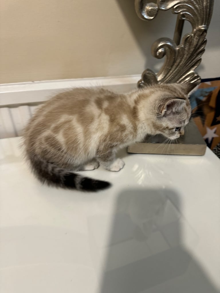 Unique shorthair kittens 