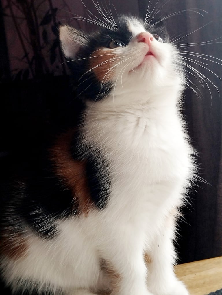 Beautiful kitten 