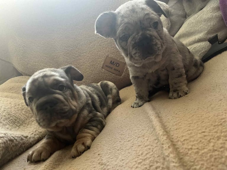 Only 3 boys left, 5 ⭐️ French bulldogs carrying fluffy 😍