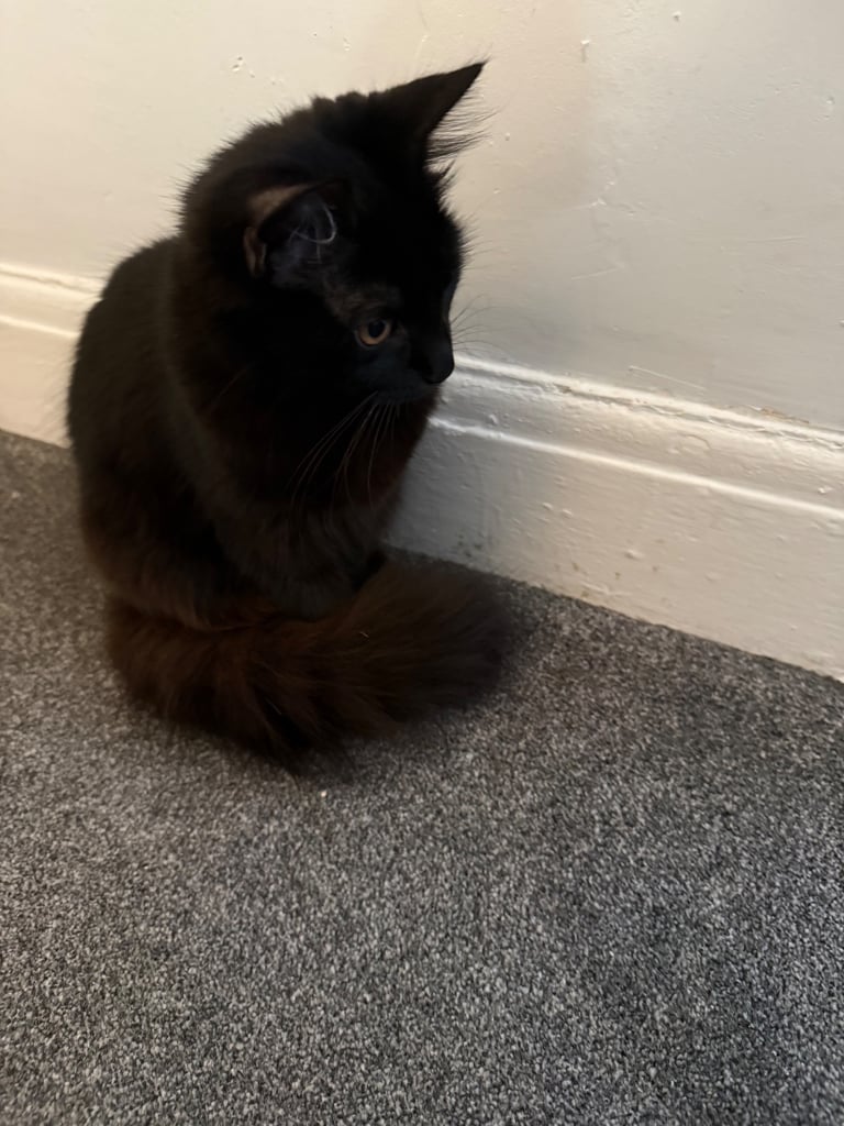 3 month old beautiful kittens need a loving home