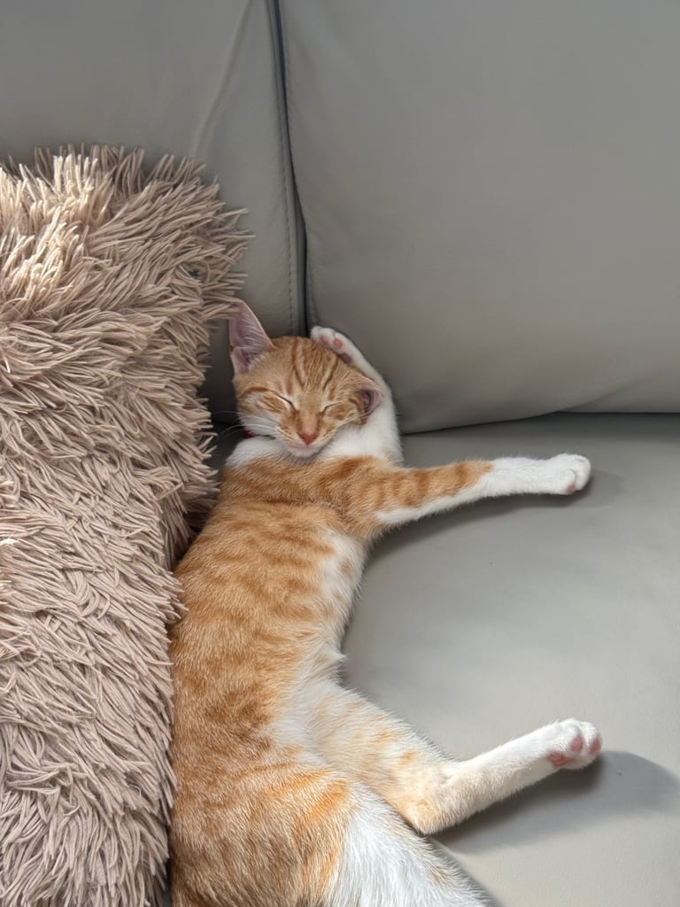 Cat for sale 8 months old