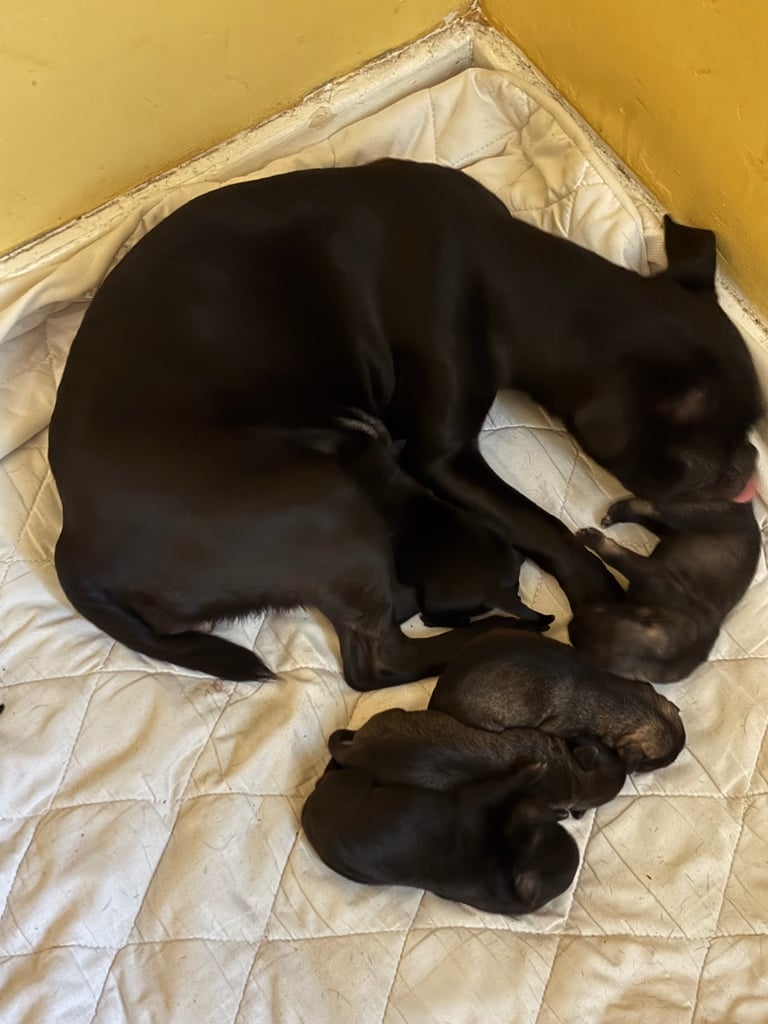 Unique cross breeds puppies