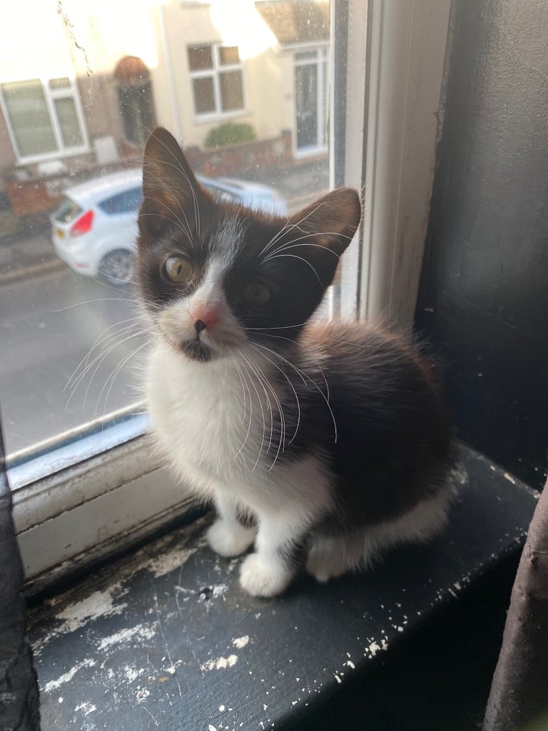 3 Kittens For Sale READY TO GO - Nuneaton 