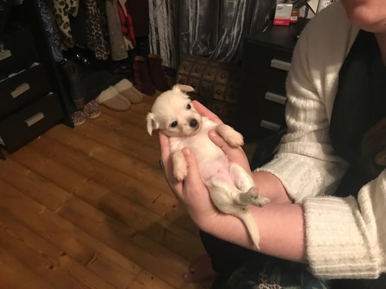 Rare Chi Chi Puppies