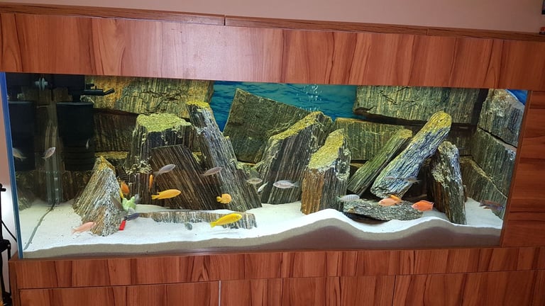 cichlids fish aquarium 450L