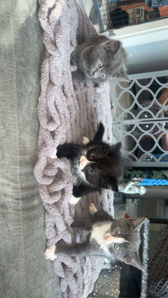 Lovely male kittens x 3  (fuly  grey is now  reserved ) 