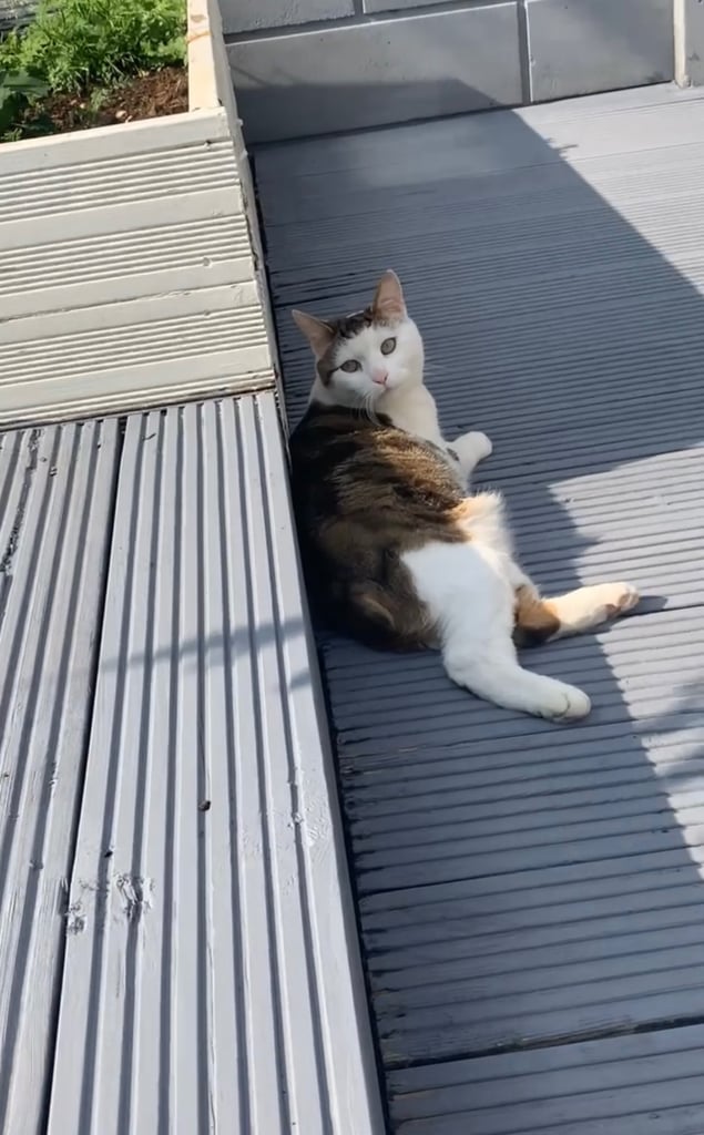 Affectionate Cat Needs New Home