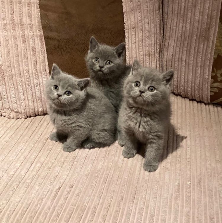 County british shorthair deals kittens