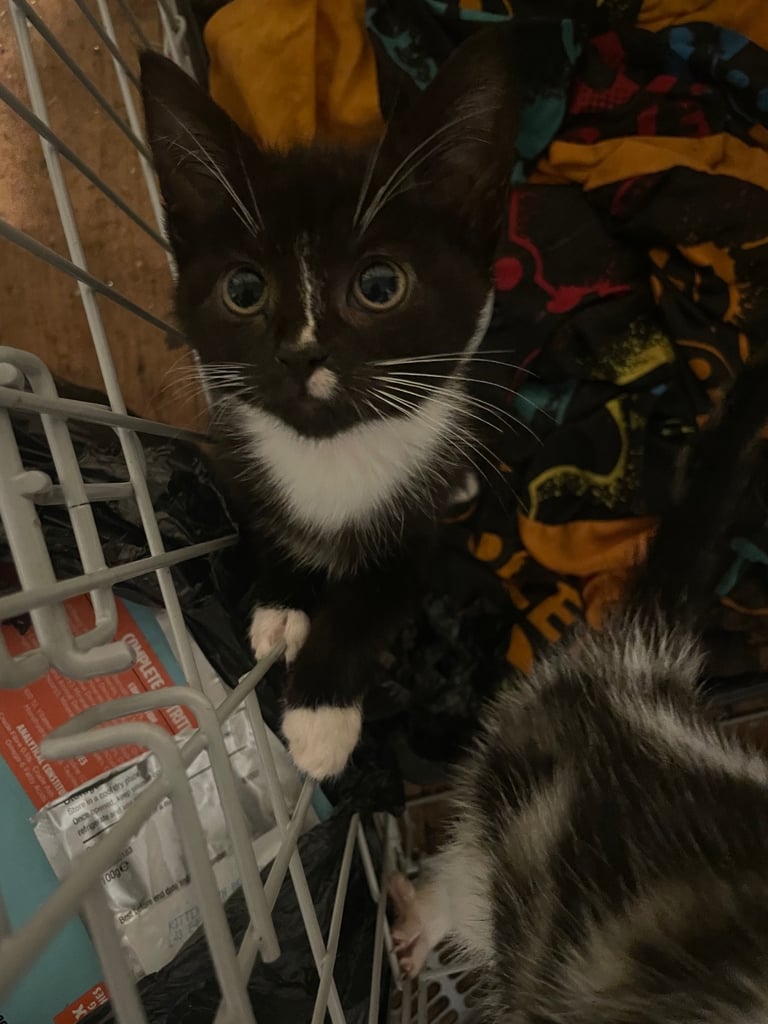 Kitten for sale