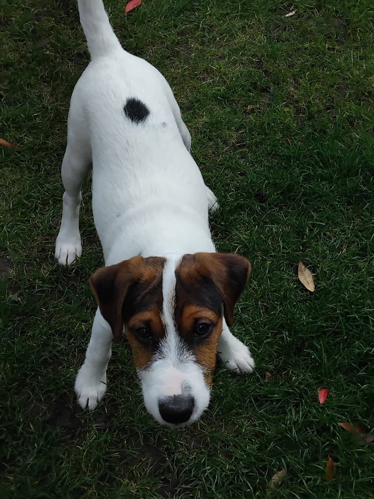 Parsons Russell Jack Russell Hybrid Puppy (Tyler)