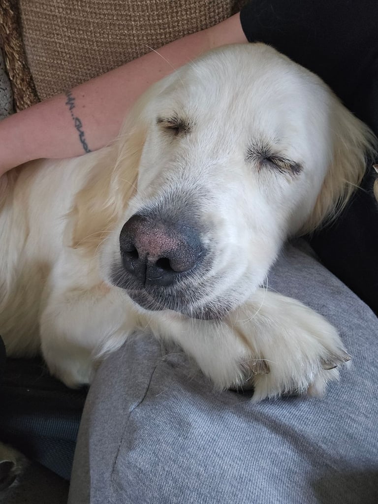 Bonnie - Beautiful Cream Retriever