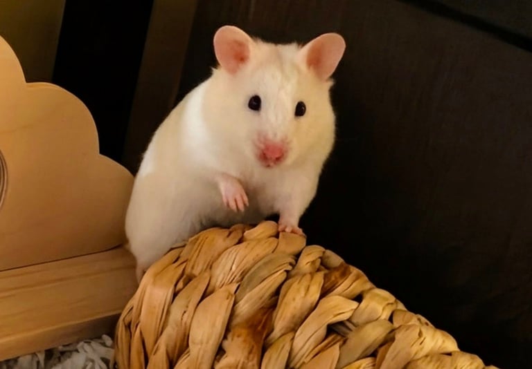 UPDATED 20/10/25 - Female Syrian Hamster For Adoption 