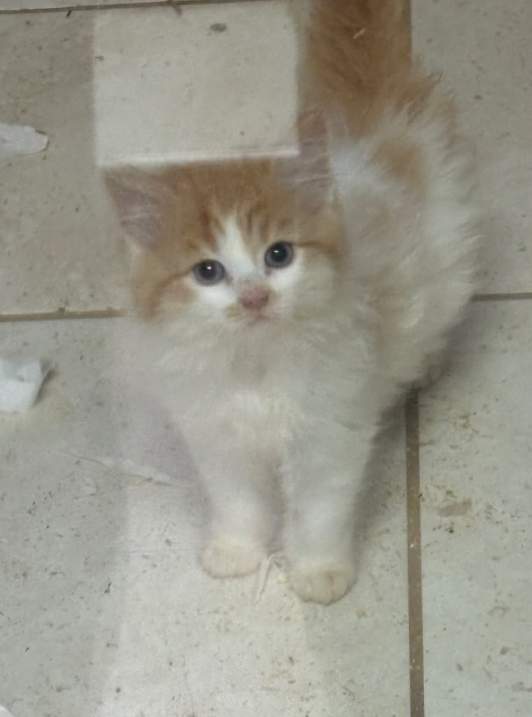Kittens ready now 