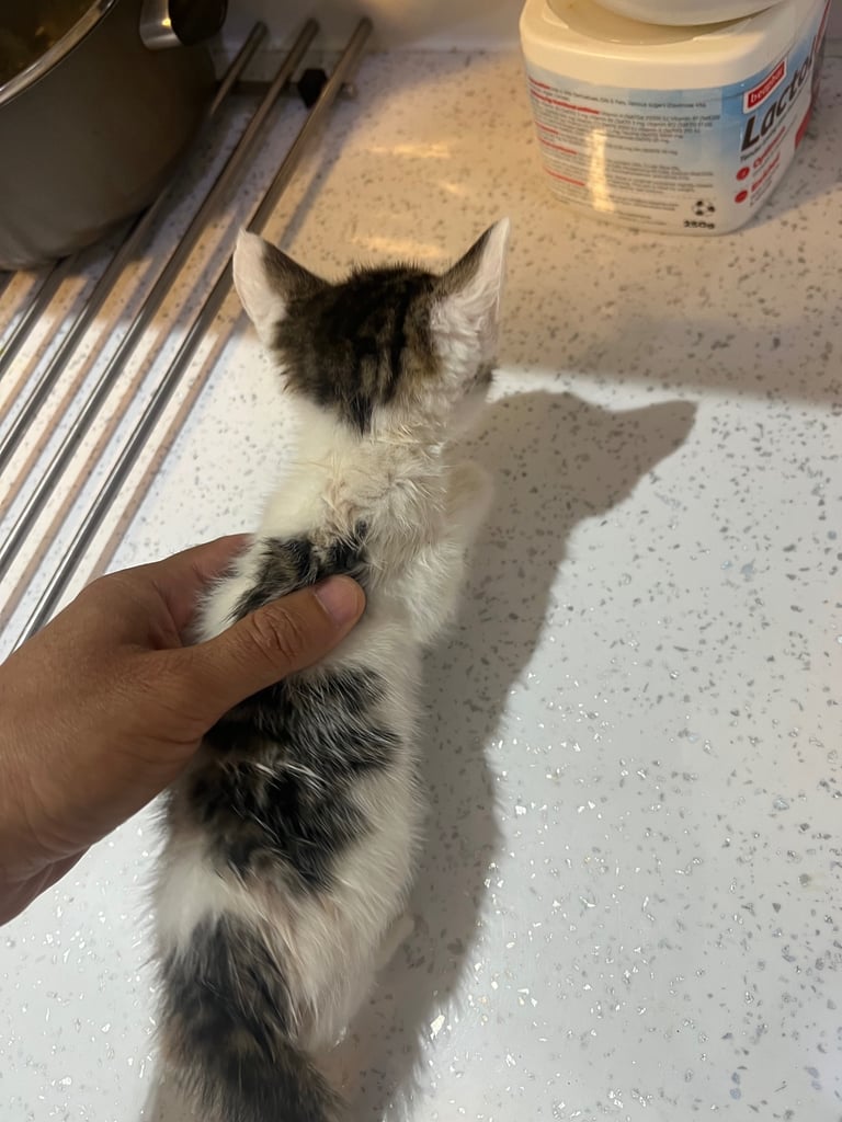 Two Kittens available for sale