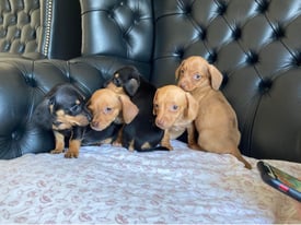 Miniature dachshund puppies 