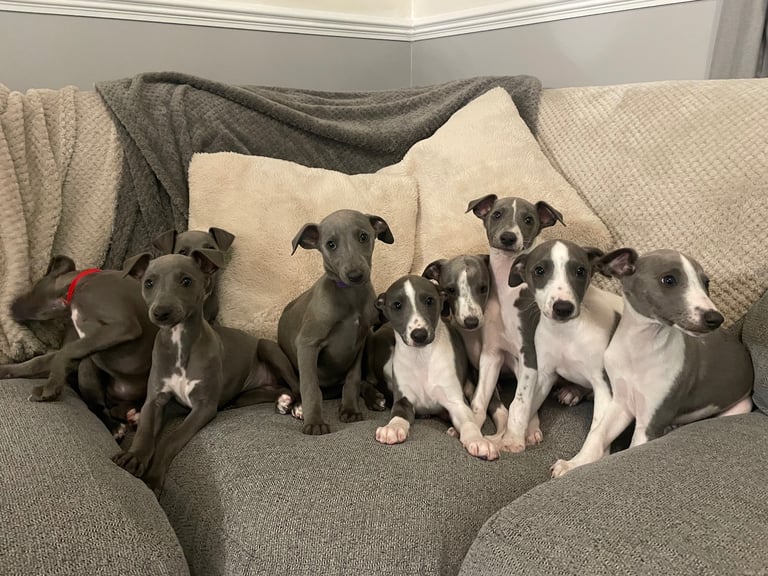⭐️⭐️ gorgeous whippet puppies⭐️⭐️