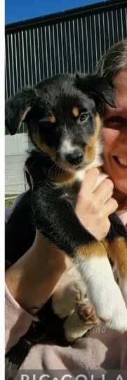 Female BorderCollie pups