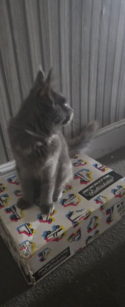 image for Mainecoon cats