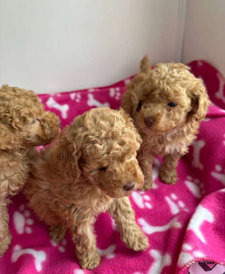 Poodle puppies looking for new homes 