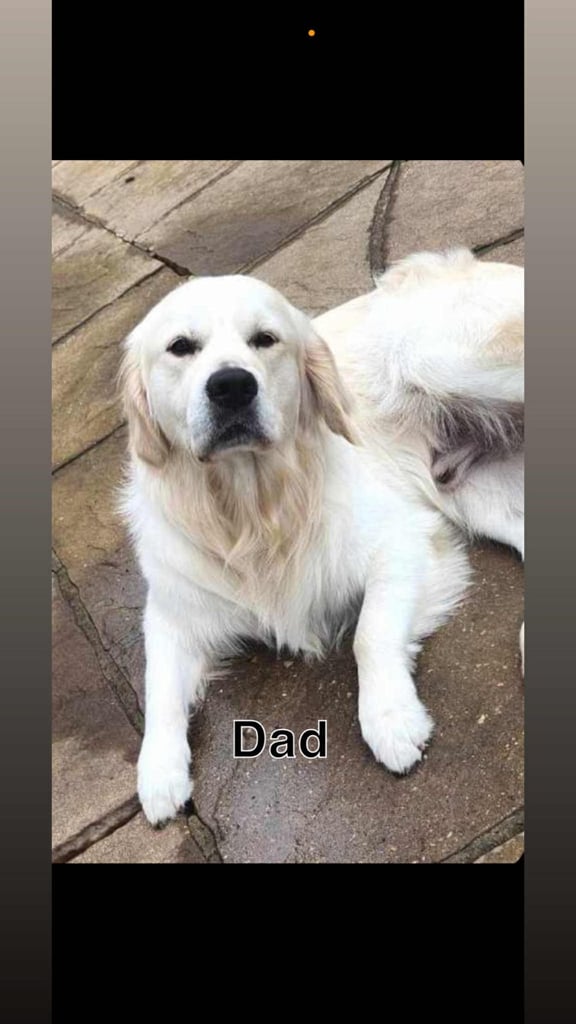3 Golden Retriver Puppy’s 
