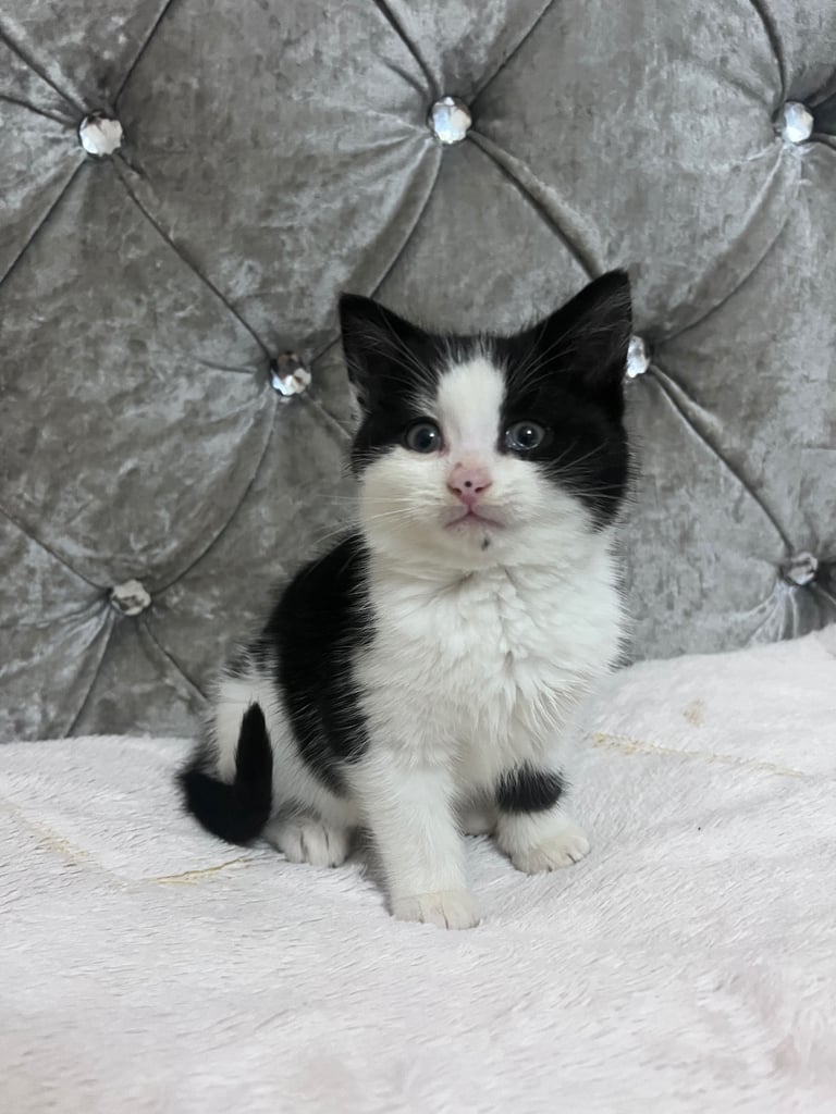 Bengal X kittens ONE BOY LEFT 