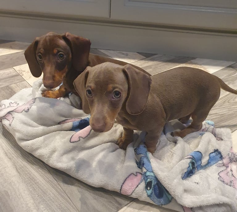 Dachshund puppies for sale