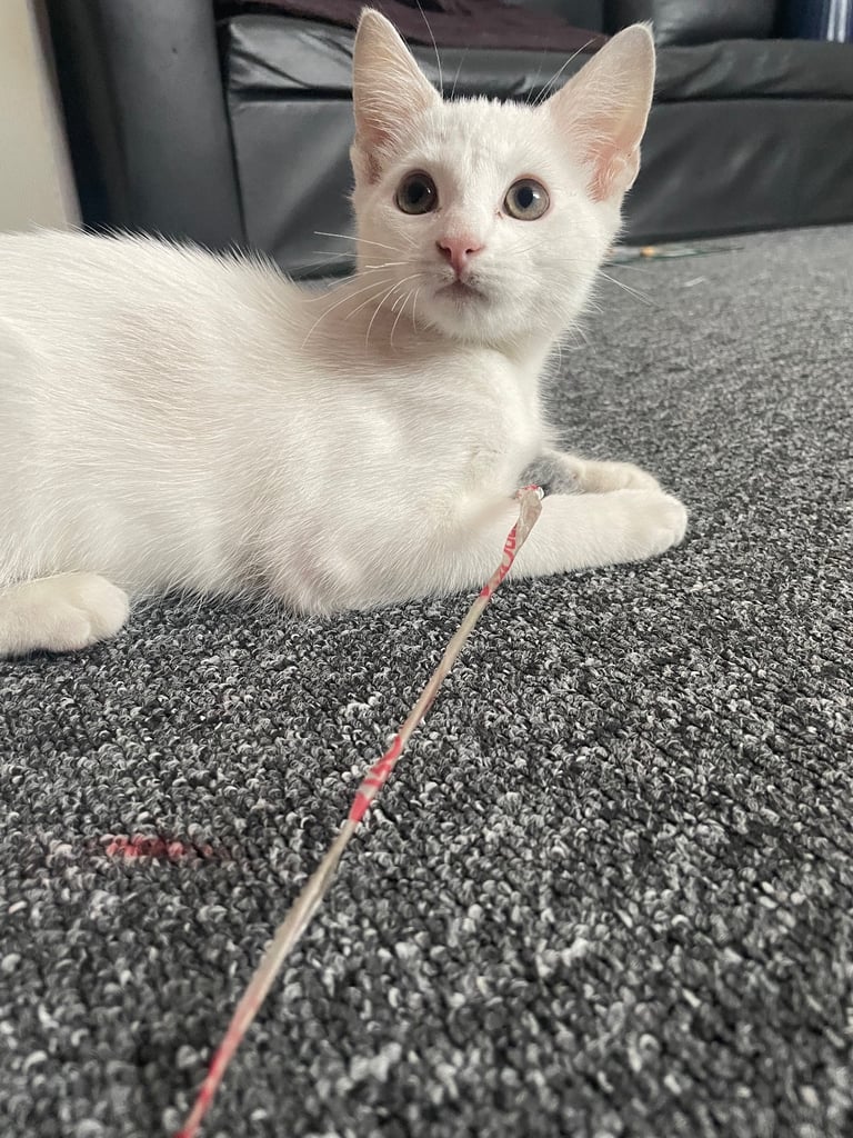 white cat
