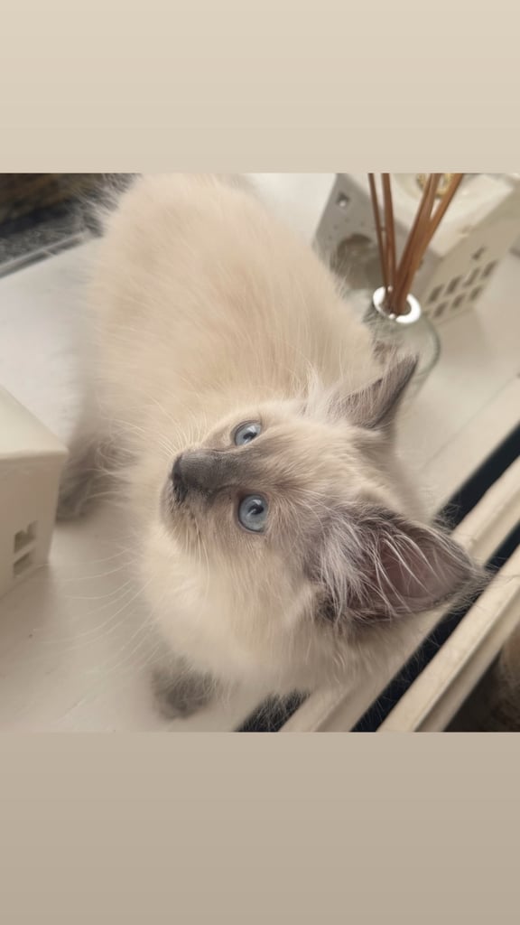 Ragdoll for sale 
