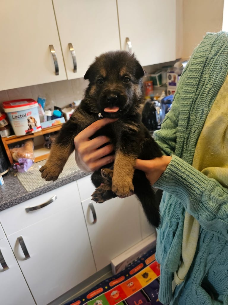 German Shepherds Boy