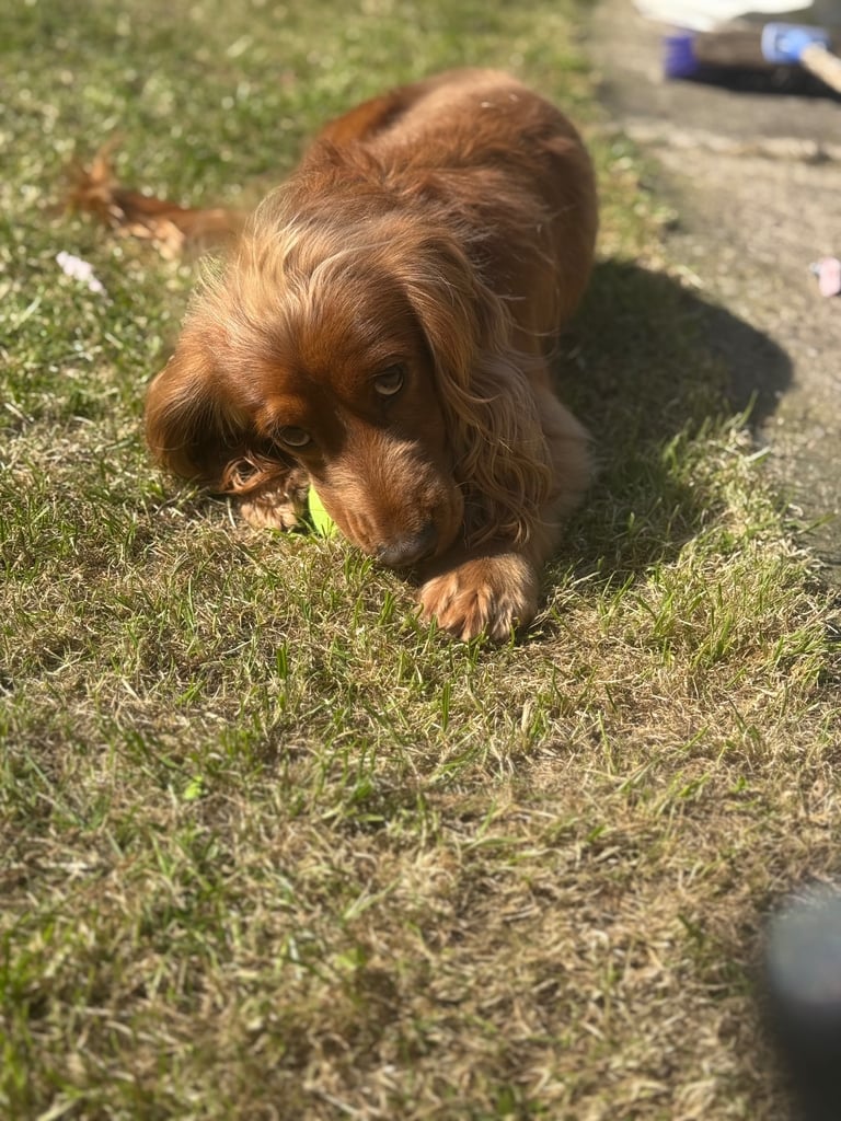Male cocker spaniel 