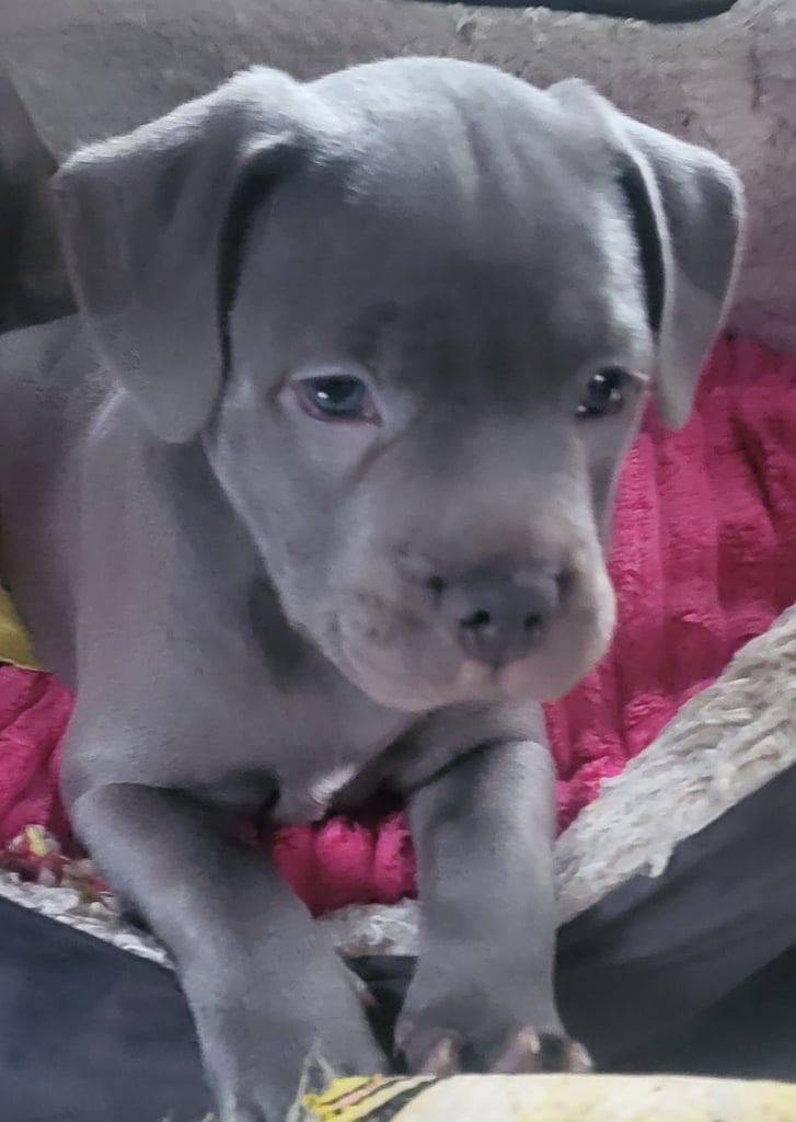 2 Beautiful staffy Puppies for sale