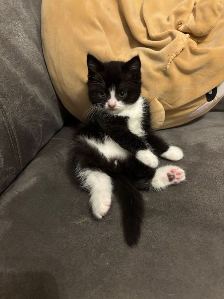 4 Fluffy kittens for sale